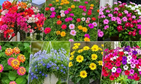 7 loại hoa nở quanh năm, dễ chăm, trồng một lần ngắm sắc màu suốt bốn mùa