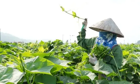 Mẹo trồng su su nhanh trổ ngọn to mập mạp, xanh mướt