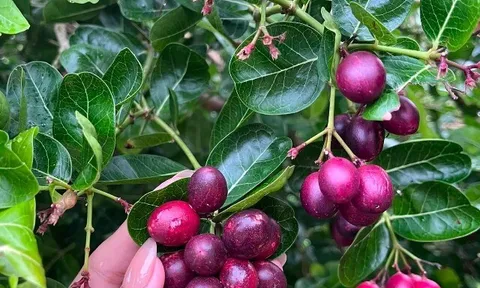 Loại quả xưa chín rụng đầy nay thành đặc sản giá 90.000 đ/kg, trồng một lần thu hoạch nhiều năm, tốt cho sức khỏe