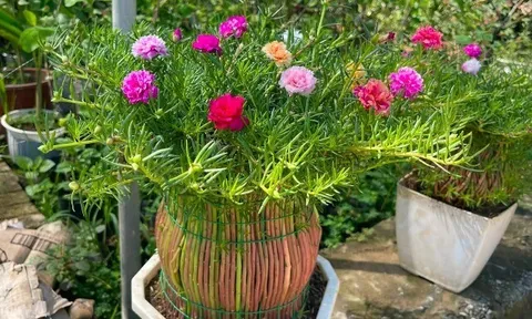 Cây dại nở hoa quanh năm lên chậu thành bonsai độc lạ, mang lại may mắn và tài lộc, có cây giá chục triệu đồng