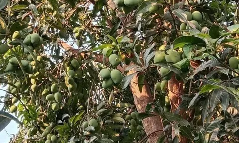 Loại quả mọc bờ rào xưa chín rụng đầy, nay thành đặc sản ở thành phố giá 40.000 đ/kg, trồng một lần thu hoạch nhiều năm