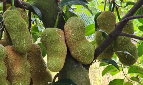 Loại quả xưa ít người biết đến, nay thành đặc sản nổi tiếng khắp nơi giá 80.000 đ/kg, trồng một lần thu hái nhiều năm