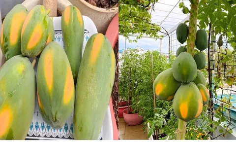 Cách trồng đu đủ trong chậu cho quả sai trĩu trịt