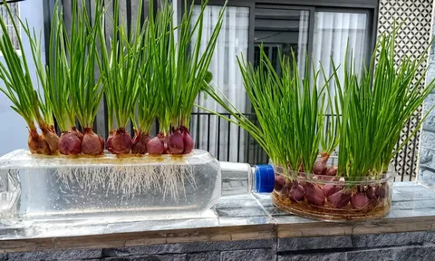Cách trồng hành lá thủy sinh mầm lên tua tủa