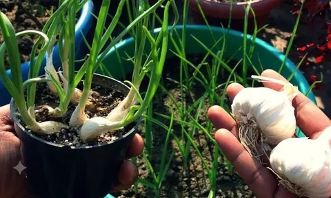 Mẹo trồng tỏi từ tỏi mọc mầm, củ to tròn, ăn quanh năm