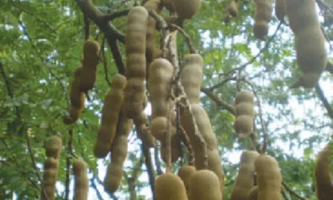 Loại quả mọc bờ rào xưa chín rụng đầy gốc, nay thành đặc sản được ưa chuộng giá 140.000 đ/kg, trồng một lần thu hoạch nhiều năm
