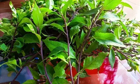 Cây dại mọc bờ rào nay thành đặc sản nổi tiếng, trồng 2 tháng cho thu hoạch, giá 80.000 đồng/kg được người thành phố ưa chuộng