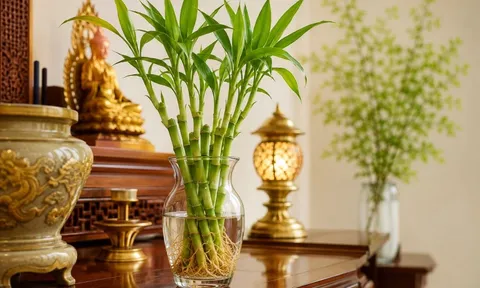 Cách trồng cây phát tài thủy sinh để ban thờ xanh quanh năm, không vàng úa