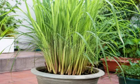 Cách trồng sả trong chậu cực dễ, đẻ nhiều nhánh, dùng được quanh năm