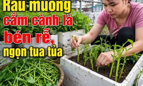 Mẹo trồng rau muống cứ cắm cành xuống đất là bén rễ ngay
