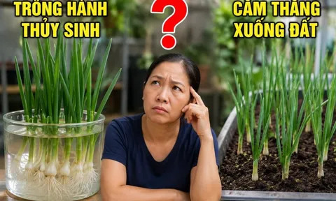 Trồng củ hành xuống đất hay trồng nước để nhanh ra lá hơn?