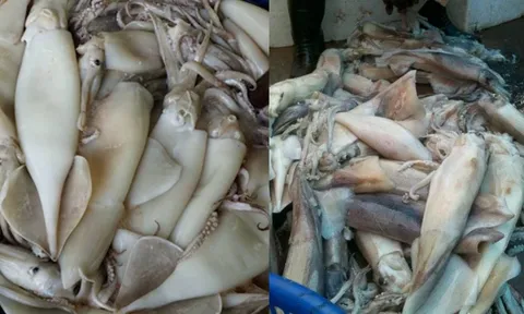 Thấy mực có 5 dấu hiệu này, tuyệt đối không mua
