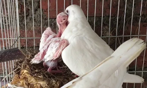 Nghề lạ ở Việt Nam: Nuôi loài chim nghe tên “ngượng đỏ mặt”, chỉ ăn rồi đẻ sòn sòn, nông dân vươn lên làm giàu