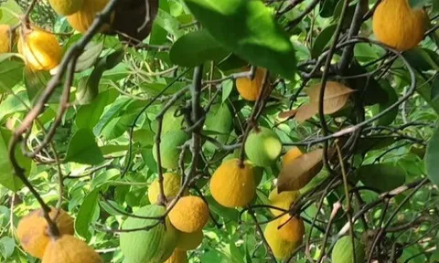 Loại quả xưa chín rụng đầy nay thành đặc sản giá 150.000 đ/kg, trồng một lần thu hoạch nhiều năm, người thành phố thích mê