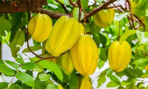 3 vị trí trồng khế hút tài lộc vào nhà