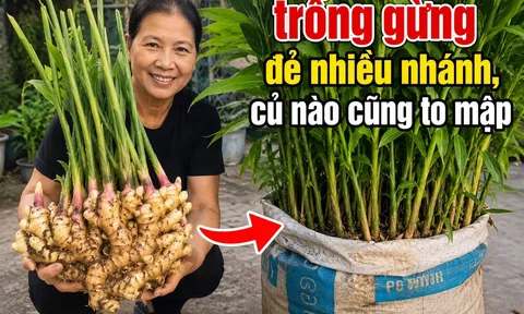 Cách trồng gừng đẻ nhiều nhánh, củ nào cũng to mập