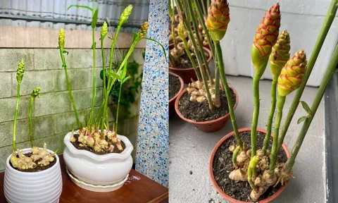 Cách trồng gừng phong thủy, sớm nở hoa, hút tài lộc ầm ầm