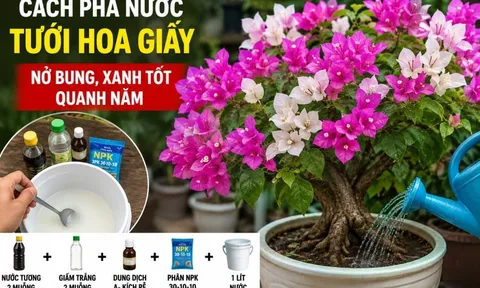 Cách pha nước tưới hoa giấy nở bung, xanh tốt quanh năm