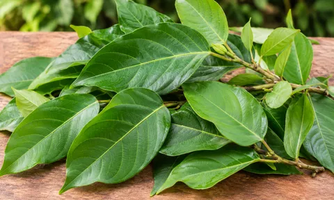 Lá sung có thực sự tốt cho làn da?