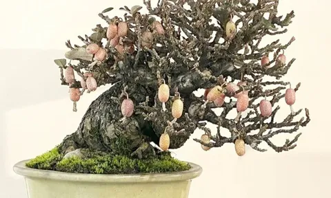 Cây ăn quả quen thuộc lên chậu thành bonsai lạ, dáng đẹp mắt lại mang ý nghĩa phong thủy, có cây giá trăm triệu đồng