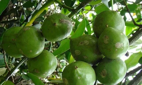 Loại quả mọc bờ rào xưa chín rụng đầy gốc, nay thành đặc sản ở thành phố giá 120.000 đ/kg, trồng một lần thu hoạch nhiều năm