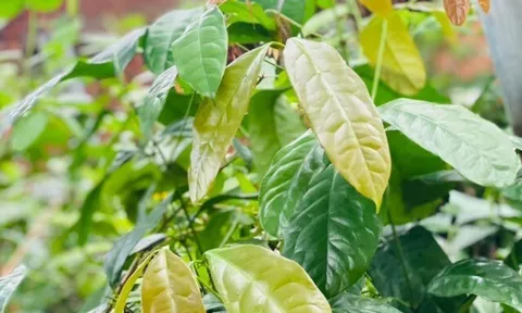 Cây dại mọc bờ rào nay thành đặc sản nổi tiếng, trồng 5 tháng cho thu hoạch, giá 90.000 đồng/kg được người thành phố săn lùng