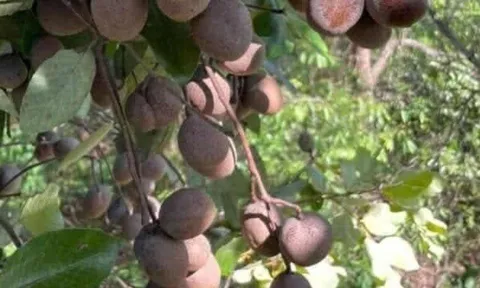 Loại quả xưa chín rụng đầy nay thành đặc sản giá 70.000 đ/kg, trồng một lần thu hoạch nhiều năm, người thành phố thích mê