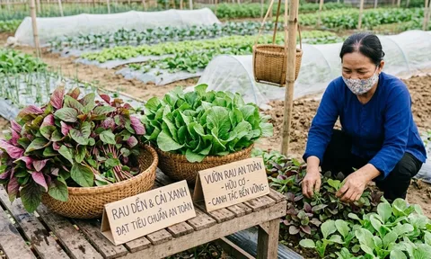 3 loại rau ăn lá có khả năng "ngậm" nhiều kim loại nặng nhất: Nhà nào cũng mua nhưng ít người biết