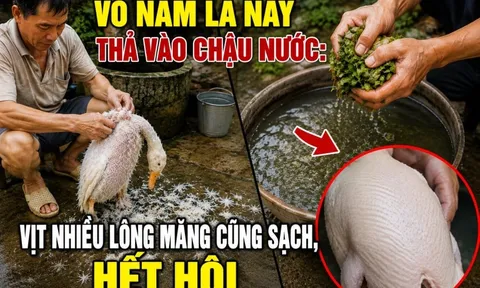 Vò nắm lá này thả vào chậu nước: Vịt nhiều lông măng cũng sạch, hết hôi