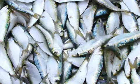 13 loại cá béo giàu Omega-3 và vitamin, tốt cho sức khỏe mọi lứa tuổi, cầm 25.000 đồng là mua được ở chợ Việt