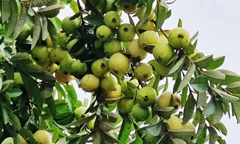 Loại quả mọc bờ rào xưa chín rụng đầy, nay thành đặc sản được ưa chuộng giá 40.000 đ/kg, trồng một lần thu hoạch nhiều năm