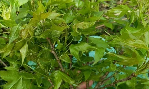Cây dại mọc bờ rào nay thành đặc sản nổi tiếng, trồng một lần thu hoạch nhiều năm, giá 65.000 đồng/kg được người thành phố săn lùng