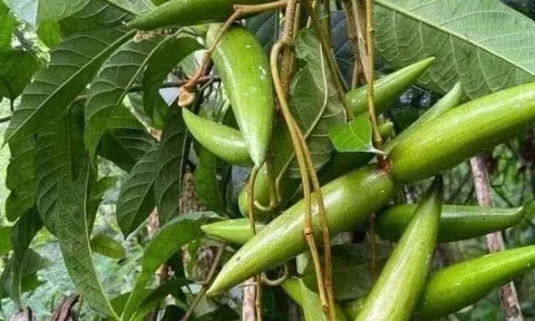 Loại quả xưa chín rụng đầy nay thành đặc sản giá 50.000 đ/kg, trồng một lần thu hoạch nhiều năm, chị em thành phố săn lùng
