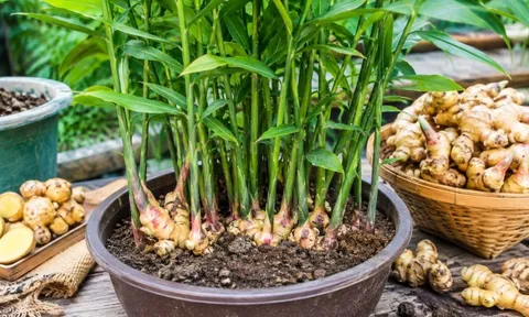 6 mẹo trồng gừng trong chậu giúp đẻ nhiều nhánh, củ to, vừa làm cây cảnh đẹp vừa để ăn