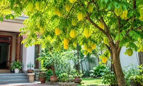 Những người mệnh này, tuổi này trồng cây khế rất hợp phong thủy