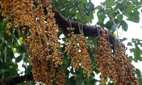 Loại quả xưa chín rụng đầy gốc, nay thành đặc sản được ưa chuộng giá 45.000 đ/kg, trồng một lần thu hoạch nhiều năm