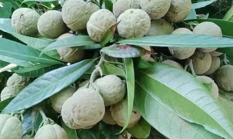 Loại quả xưa chín rụng đầy nay thành đặc sản giá 120.000 đ/kg, trồng một lần thu hoạch nhiều năm, du khách thích mê