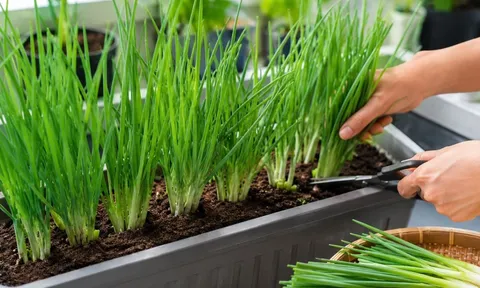 Cách trồng hành hoa (hành lá) trong chậu để đẻ nhiều nhánh, trồng 1 lần thu hái gần như quanh năm