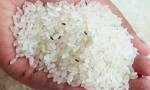 Gạo bị mọt đừng đem phơi nắng nữa, làm gấp 4 mẹo này, mọt không bao giờ xuất hiện