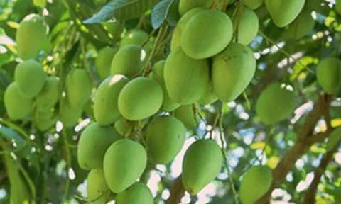 Loại quả xưa chín rụng đầy gốc, nay thành đặc sản ở thành phố giá 100.000 đ/kg, trồng một lần thu hoạch nhiều năm