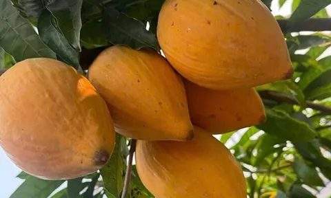 Loại quả xưa chín rụng đầy nay thành đặc sản giá 45.000 đ/kg, trồng một lần thu hoạch nhiều năm, tốt cho sức khỏe