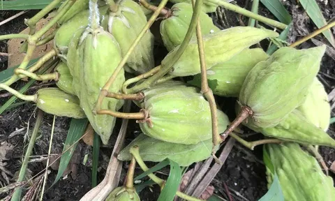 Loại quả xưa chín rụng đầy nay thành đặc sản giá 55.000 đ/kg, trồng một lần thu hoạch nhiều năm, hương vị đặc biệt