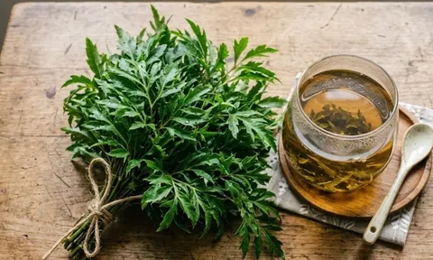 Cách uống nước lá đinh lăng tốt người hay trằn trọc, mất ngủ