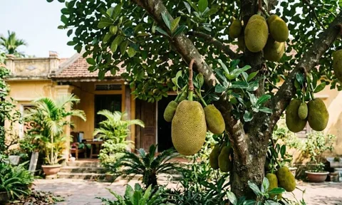 Vì sao nên trồng một cây mít trong sân nhà: Có 4 lợi ích đặc biệt
