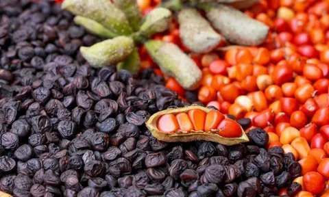 12 loại gia vị đặc trưng ở Việt Nam, tạo thành nhiều món ngon đặc sản, có loại được ví là “vàng đen” của núi rừng