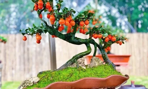 Cây quen thuộc cho quả lúc lỉu hút tài lộc, "lên chậu" thành bonsai độc lạ mang ý nghĩa phong thủy, có cây giá gần 1 tỷ đồng