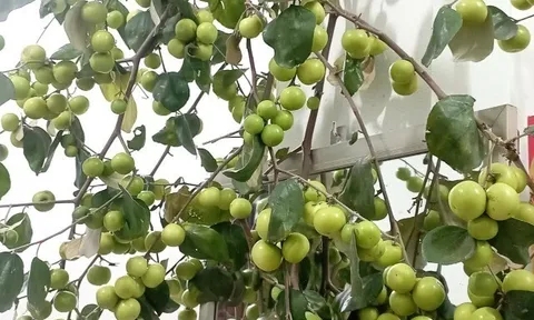 Loại quả xưa chín rụng đầy gốc, nay thành đặc sản được ưa chuộng giá 50.000 đ/kg, trồng một lần thu hoạch nhiều năm