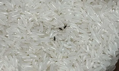 4 mẹo đuổi sạch mọt trong gạo: Làm một lần, mọt không bao giờ xuất hiện lại