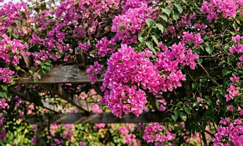 5 loại phân bón giúp hoa giấy nở nhiều, nở rộ quanh năm