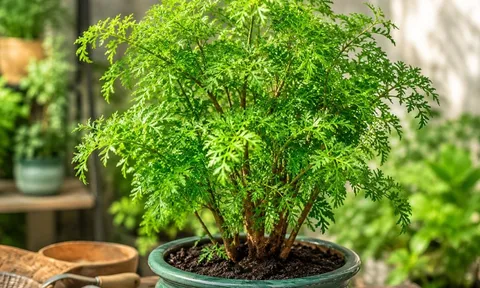 Cách trồng đinh lăng trong chậu để cây xanh tốt quanh năm không sợ vàng lá